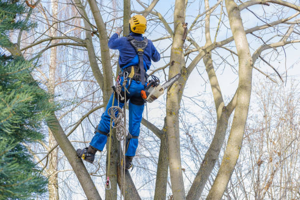 Best Hedge Trimming  in Milton, WV