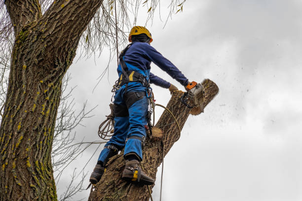 Best Commercial Tree Services  in Milton, WV