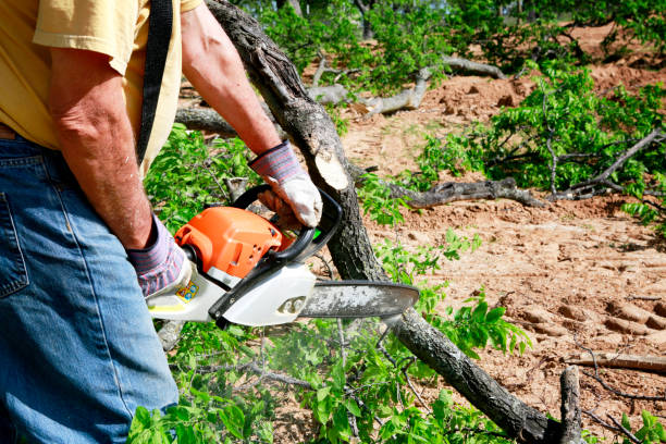 Best Lawn Renovation and Restoration  in Milton, WV