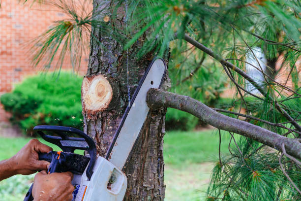 Best Tree Risk Assessment  in Milton, WV